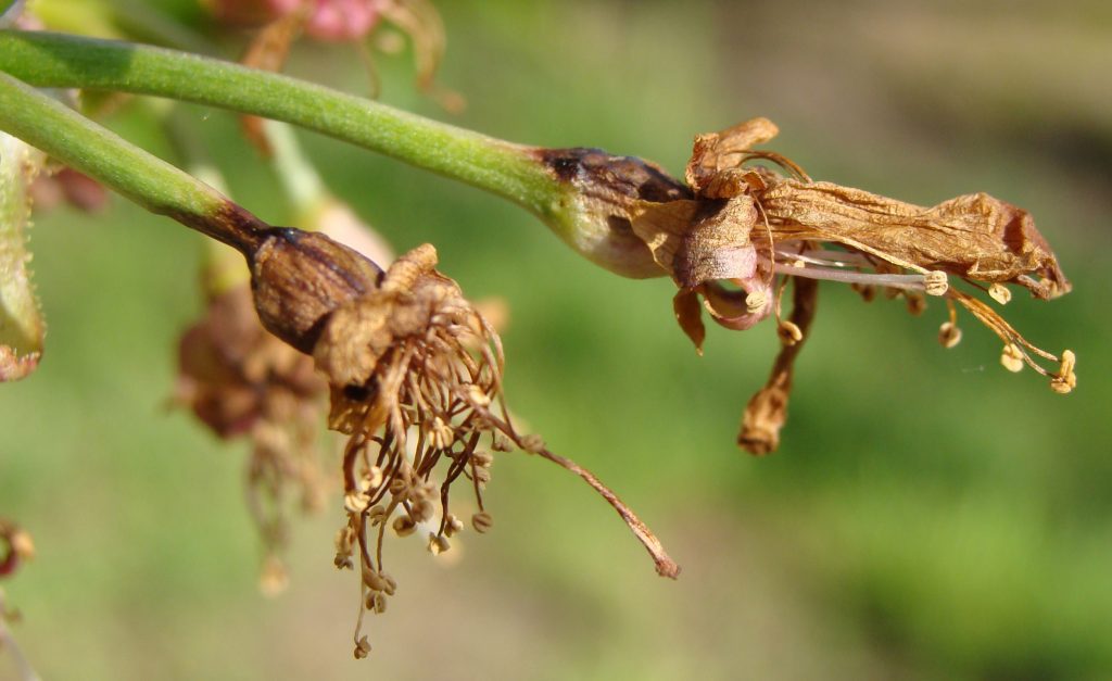Bacterial Blast Hit Much of the State