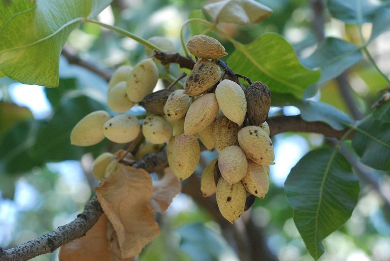 Pistachio Growers Can  Monitor, Prune and Shake During Dormancy to Prepare for the Coming Season