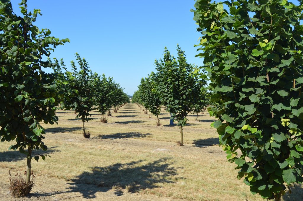 Brown Marmorated Stink Bug: ‘It is Here and Causing an Issue’ in Hazelnut