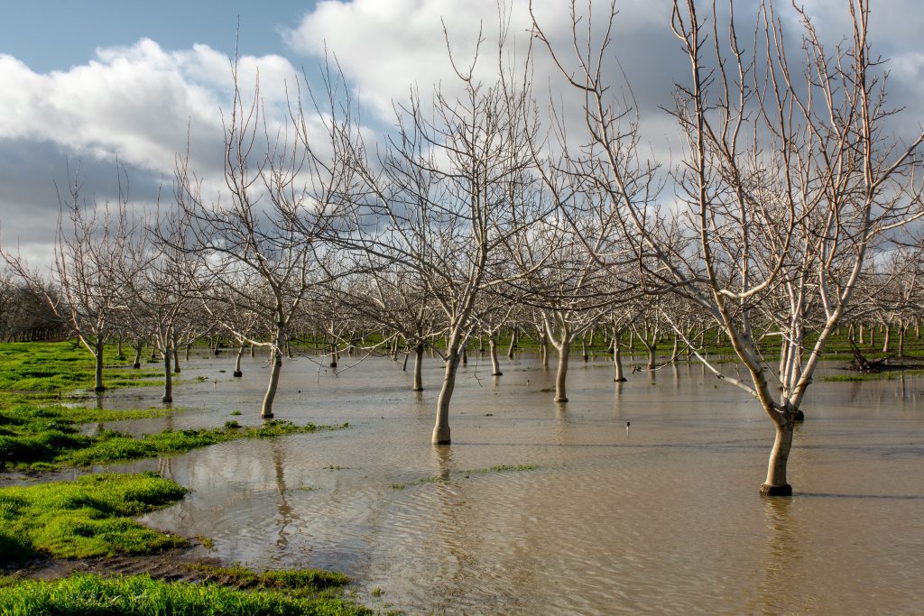 Plan Ahead for a Possible El Niño Year