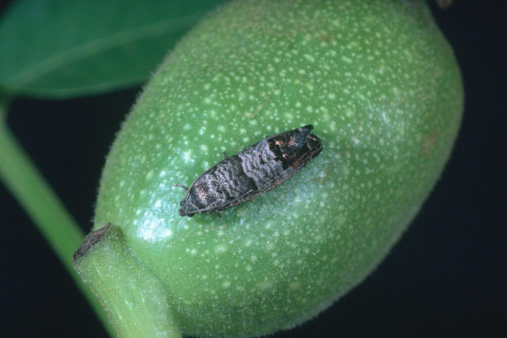 Biopesticides: Market, Use, Research and Education Needs, and Future