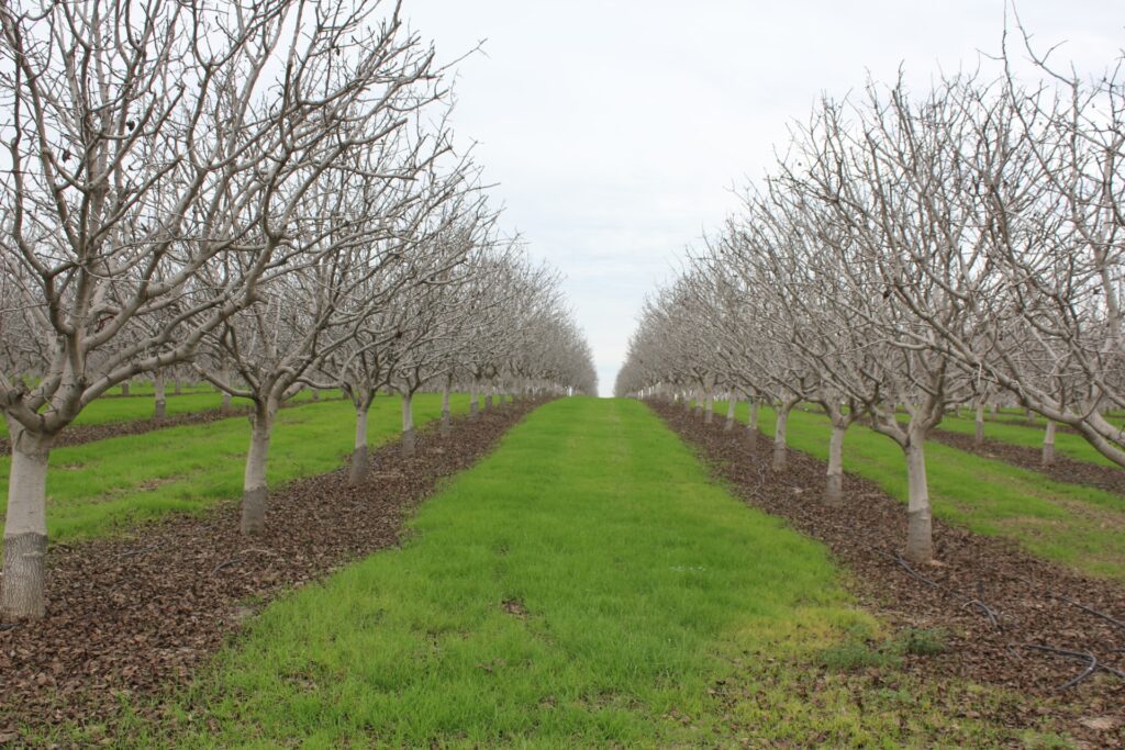 Evolving Insect Pest Pressures in Pistachio Driven by Warmer Temperatures