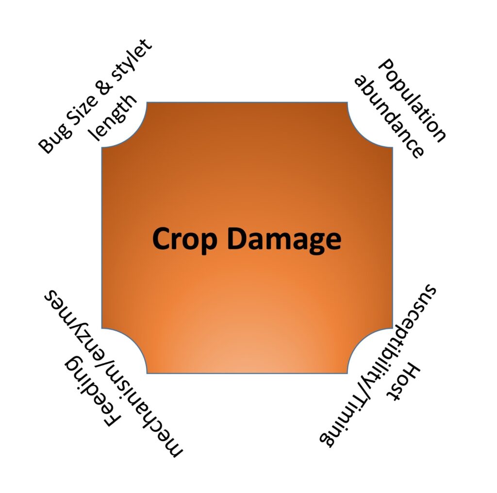 Status of Brown Spot Damage Caused by Hemipteran Pests in Almond