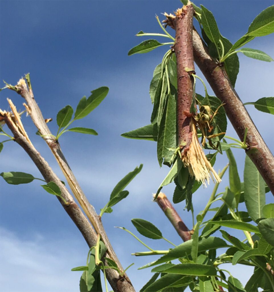 Disease Prevention from Cultural and Cost-Saving Angles