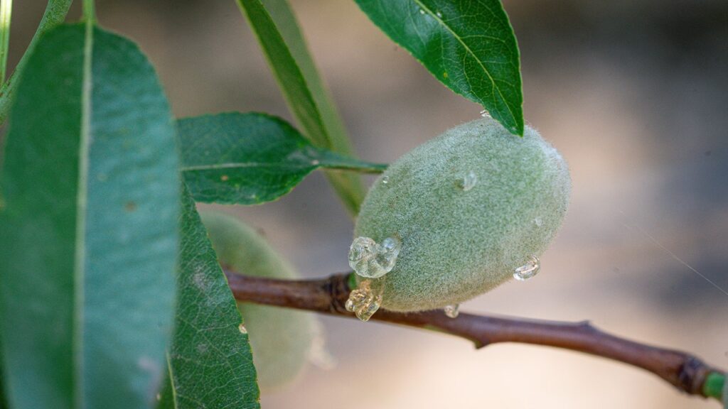 Plant Bug Damage on the Rise: Tips for Combatting this Pest Management Challenge
