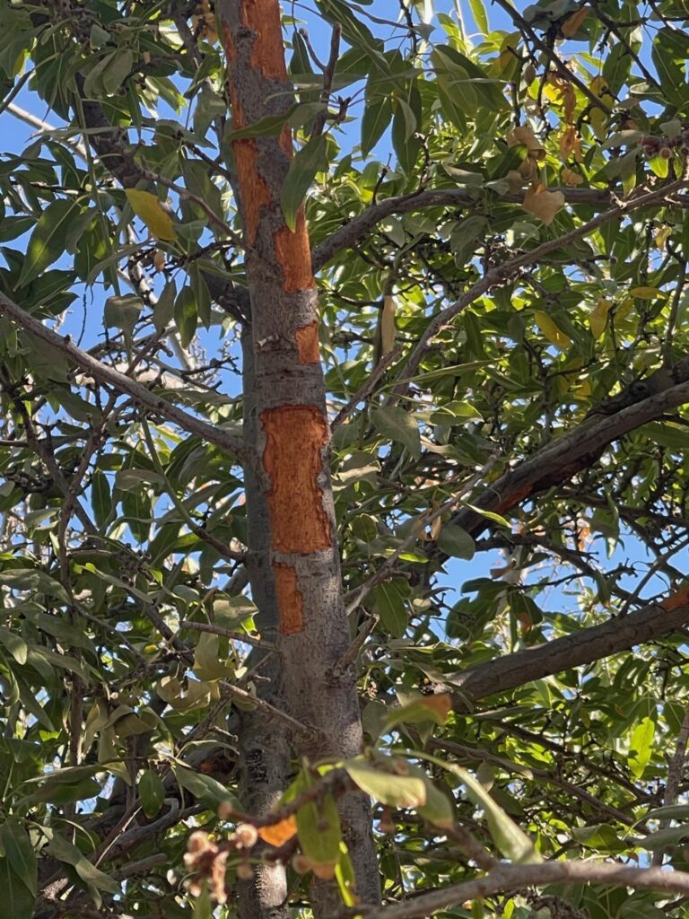 From Bark to Wiring, Rodents Are Eating Their Way Through California Farms