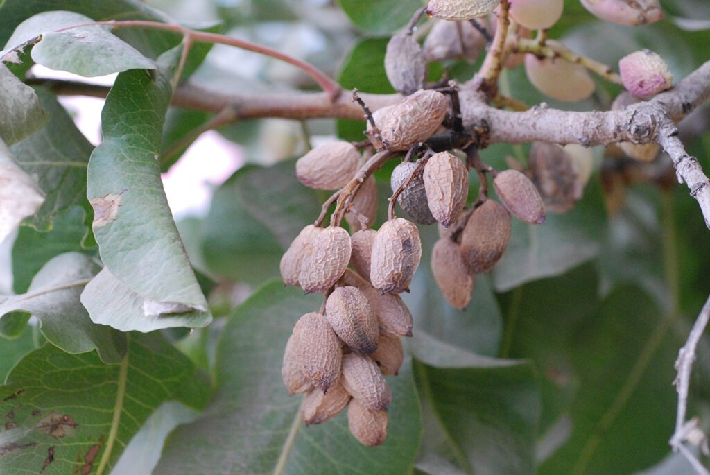 Managing Tools for  Botryosphaeria Panicle and Shoot Blight in Pistachio