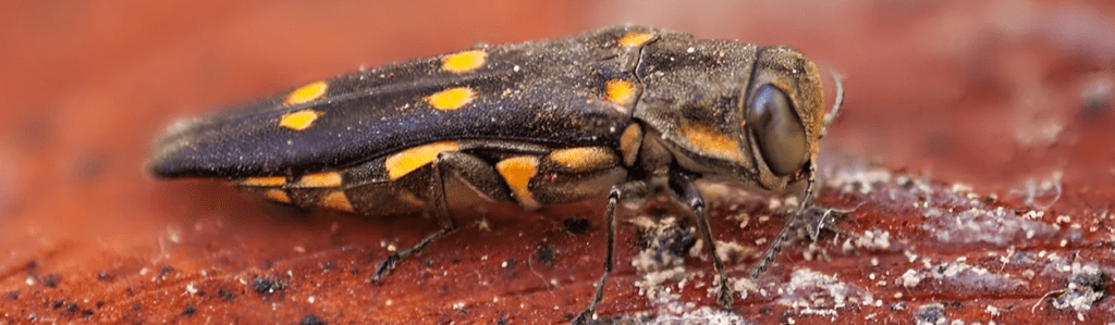 Unchecked Pests Are Devastating Our Forests and Air Quality