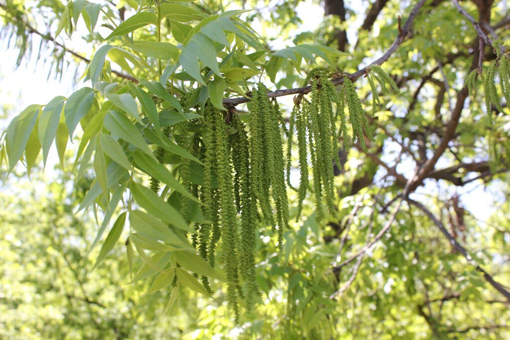 Pecans Present Diversity Option in California Despite Challenges