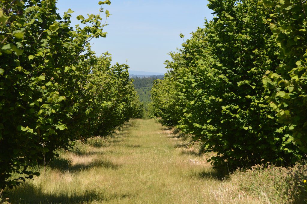 Organic Hazelnut Growers Share Production Insights in Panel Discussion