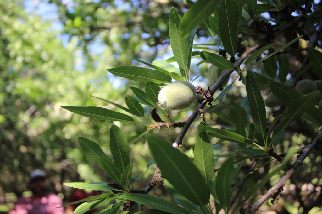 Almond Variety Research Highlights Promising Performers, Genetic Diversity