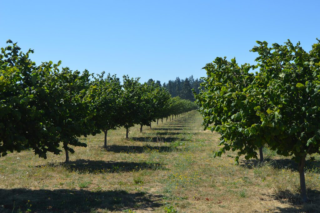 Going All In on Organic Hazelnuts