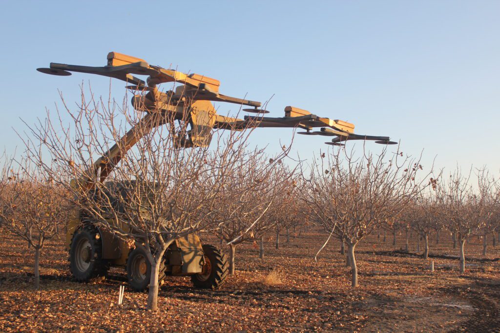 Pistachio Pruning Routine Includes Hand and Machiner