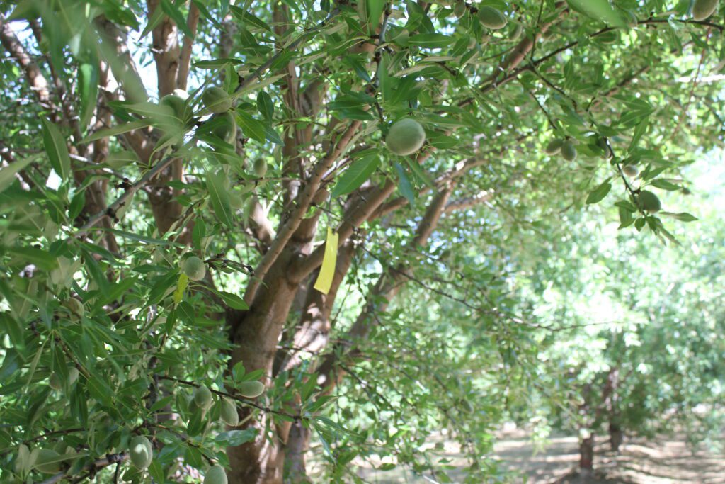 Self-fertile Almond Varieties Gain Ground, but Export Questions Remain