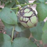 A walnut shows signs of hull split; a key maturity stage researchers monitor to evaluate the effectiveness of Ethephon applications for improving harvest timing. (Photo C. Parsons)