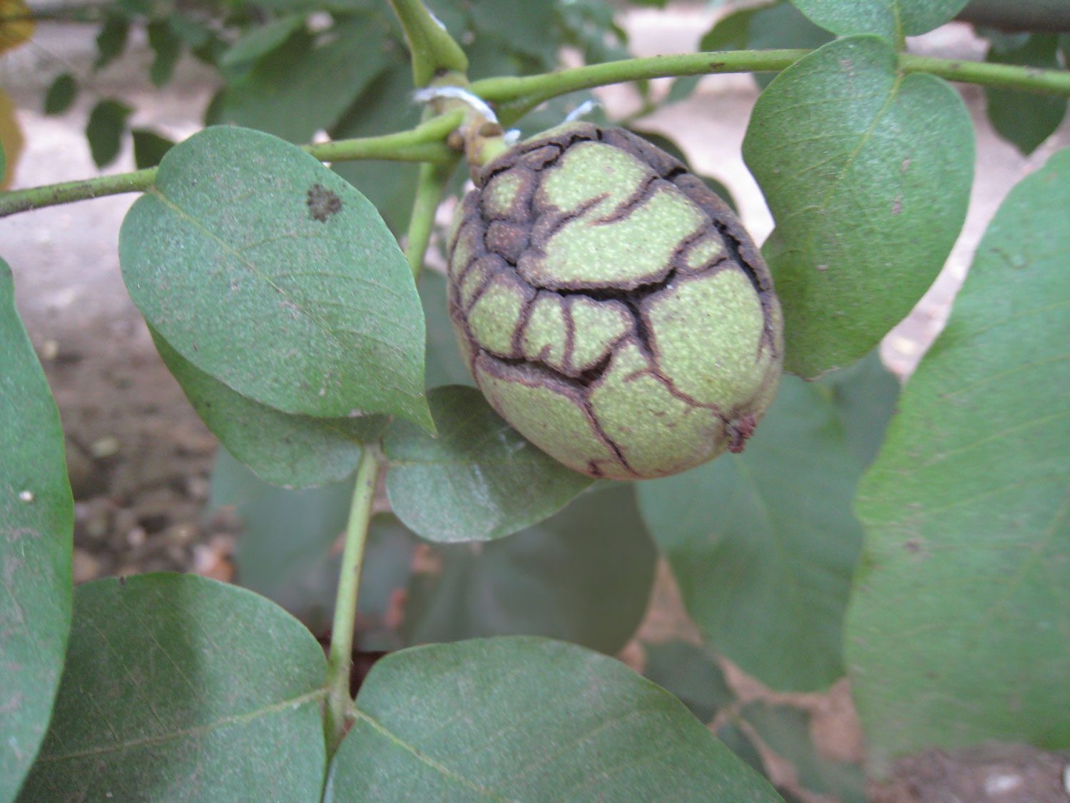 A walnut shows signs of hull split; a key maturity stage researchers monitor to evaluate the effectiveness of Ethephon applications for improving harvest timing. (Photo C. Parsons)