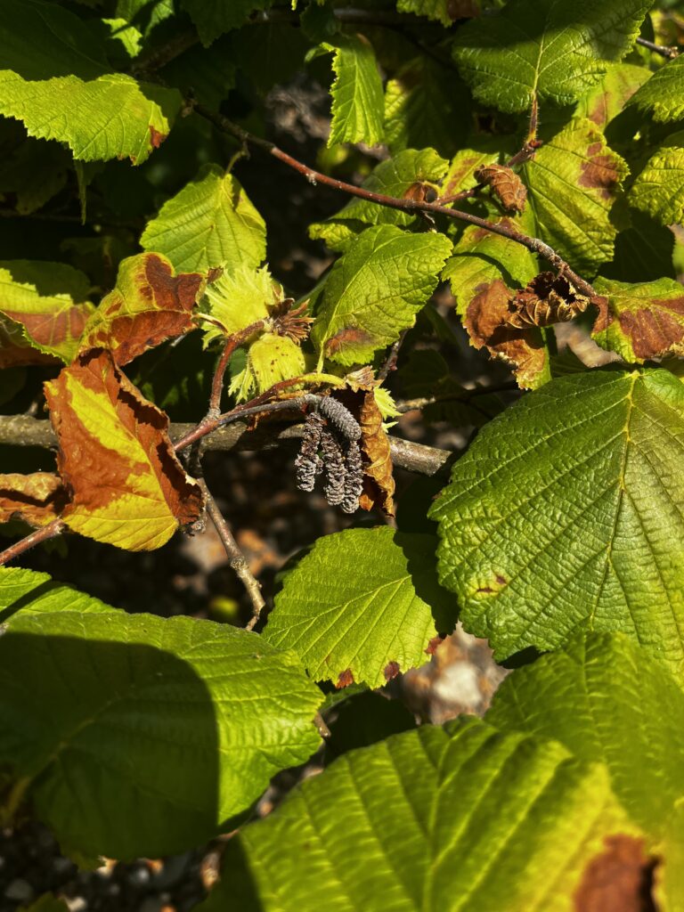 Newly Identified Bud Rot Disease Raises Concerns for Hazelnut Growers