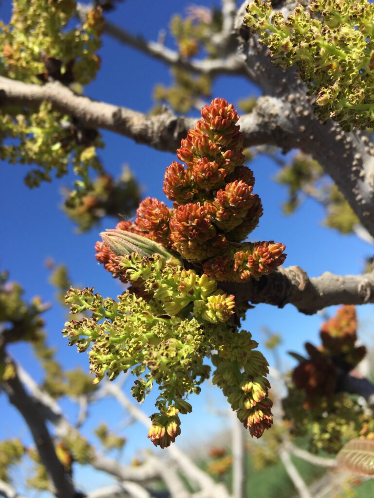 Pistachio Pollination is a Complex Process