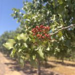 Almond orchard branch with green leaves and red blossoms on a sunny row of trees. No people or equipment.