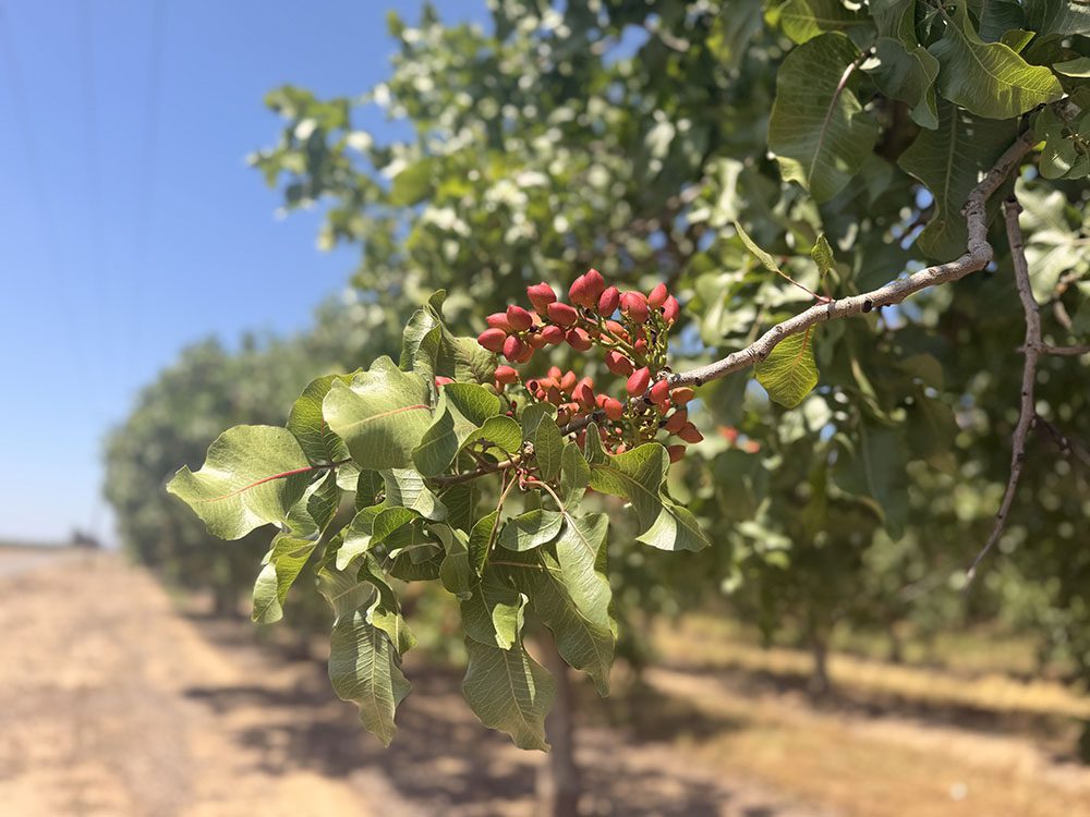 Almond orchard branch with green leaves and red blossoms on a sunny row of trees. No people or equipment.