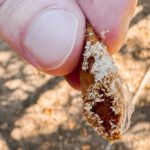 Close-up of a farmer’s fingers holding a split pecan shell with beetle larvae/eggs and soil residue outdoors.