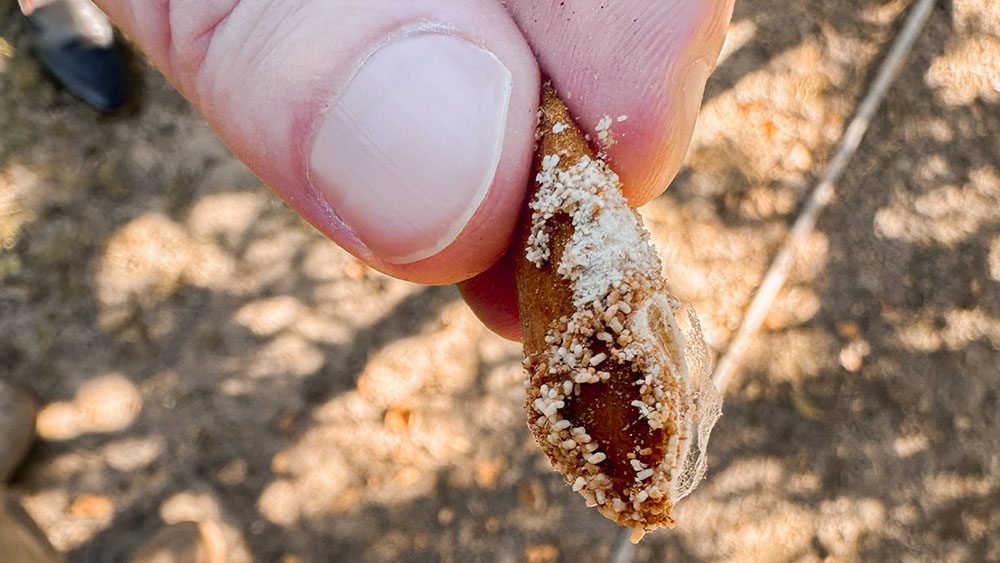 Close-up of a farmer’s fingers holding a split pecan shell with beetle larvae/eggs and soil residue outdoors.