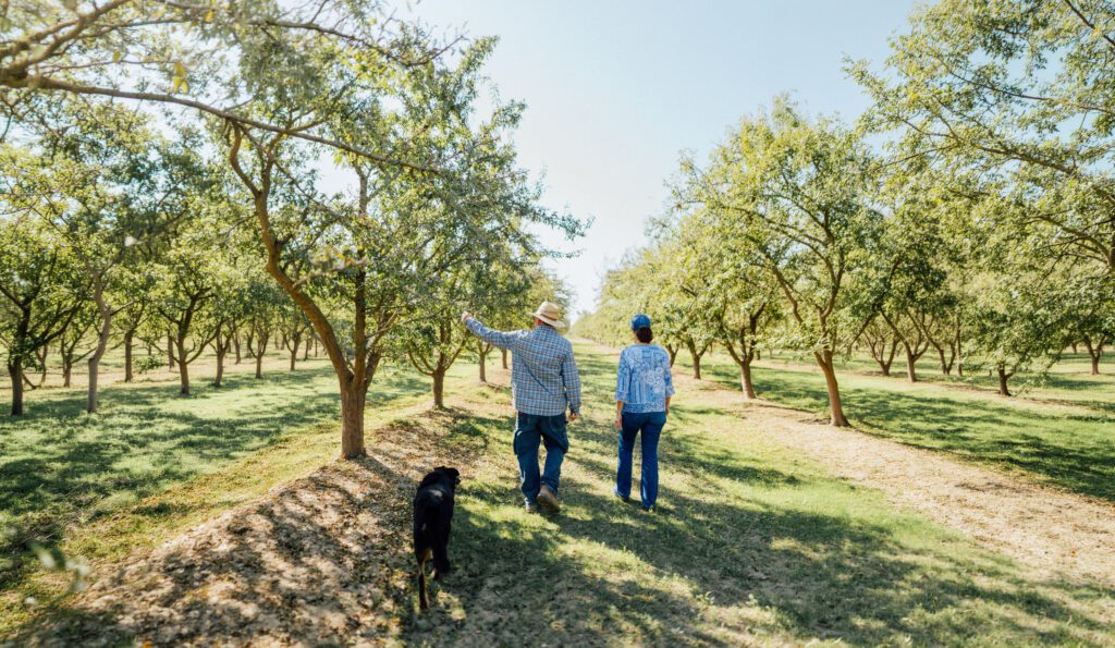 Two farm workers walk down a tree nut orchard row with a black dog, viewing almond trees under a sunny sky.