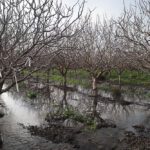 Flooded orchard with leafless nut trees and standing water along a raised embankment, showing orchard resilience research context.