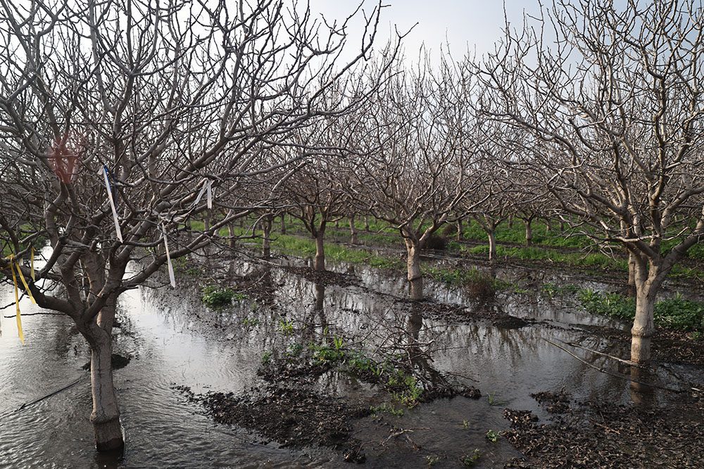 Flooded orchard with leafless nut trees and standing water along a raised embankment, showing orchard resilience research context.