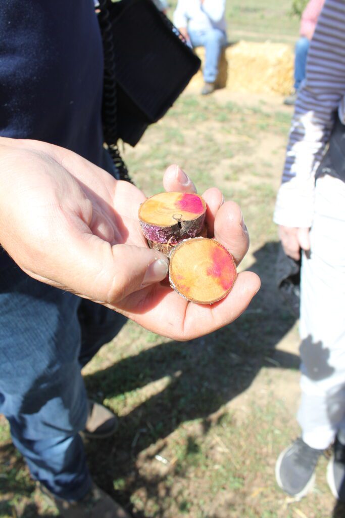 Paint Choice Critical in Preventing Herbicide Injury to Young Trees