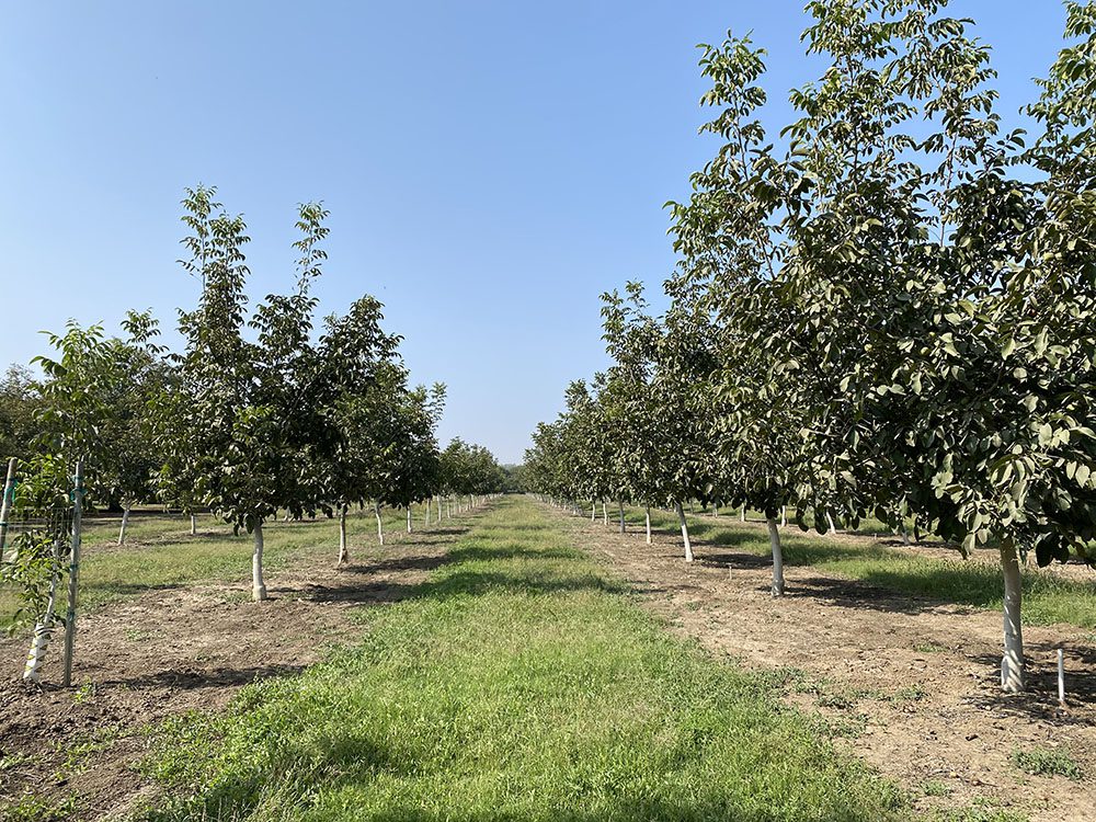Walnut grade sheets are a grower’s REPORT CARD