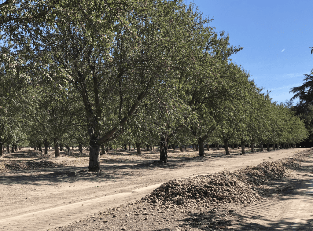 Monitoring and managing pest ant populations before harvest can help reduce damage to almonds drying on the orchard floor (Photo by K. Platts.)