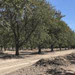 Monitoring and managing pest ant populations before harvest can help reduce damage to almonds drying on the orchard floor (Photo by K. Platts.)