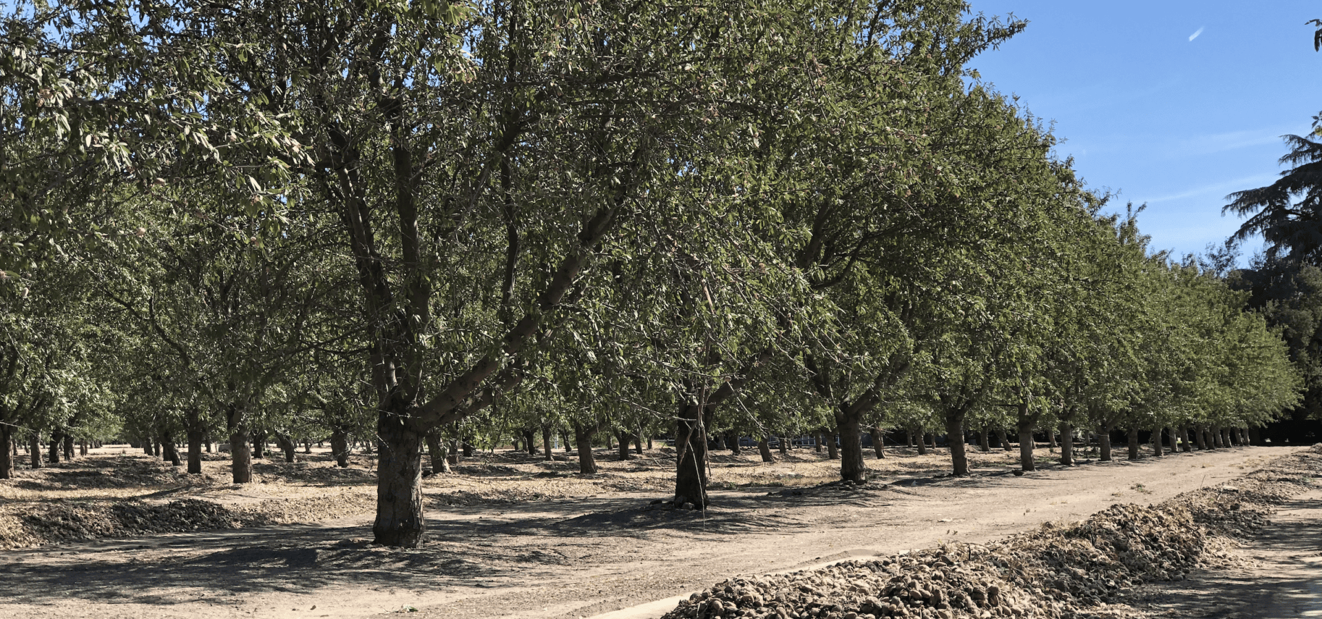 Monitoring and managing pest ant populations before harvest can help reduce damage to almonds drying on the orchard floor (Photo by K. Platts.)
