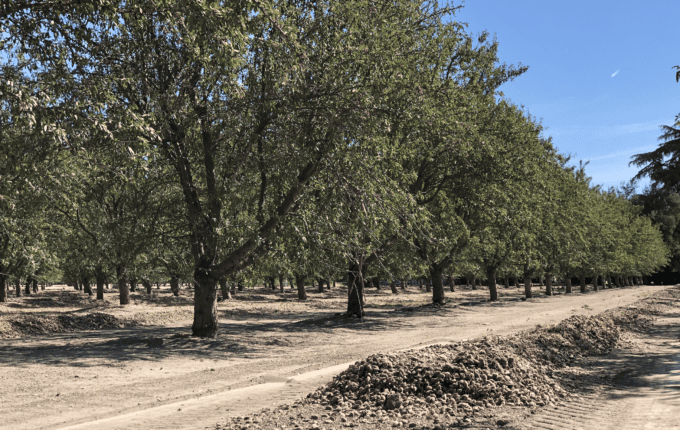 Monitoring and managing pest ant populations before harvest can help reduce damage to almonds drying on the orchard floor (Photo by K. Platts.)