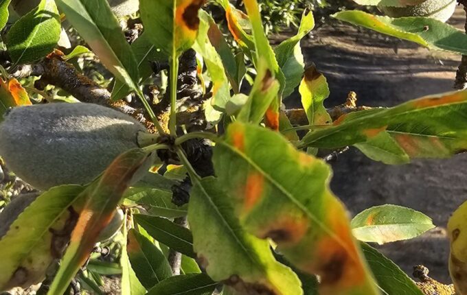 Red leaf blotch lesions on leaves in a California almond orchard.