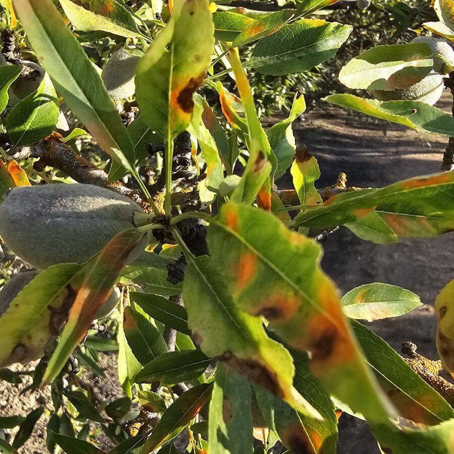 Red leaf blotch lesions on leaves in a California almond orchard.