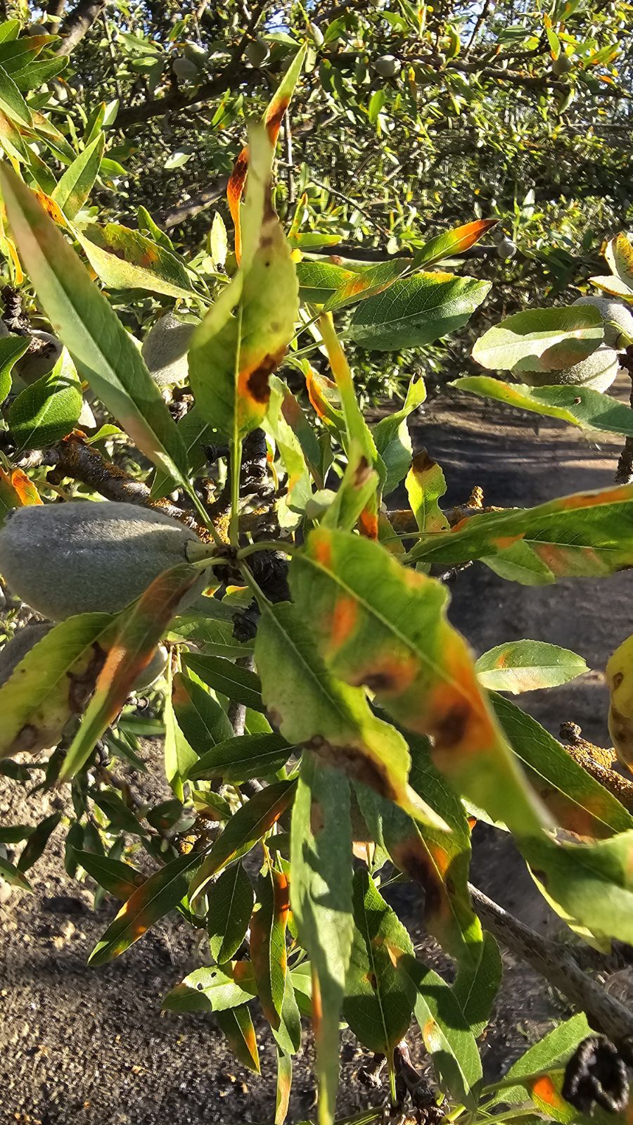 Red leaf blotch lesions on leaves in a California almond orchard.