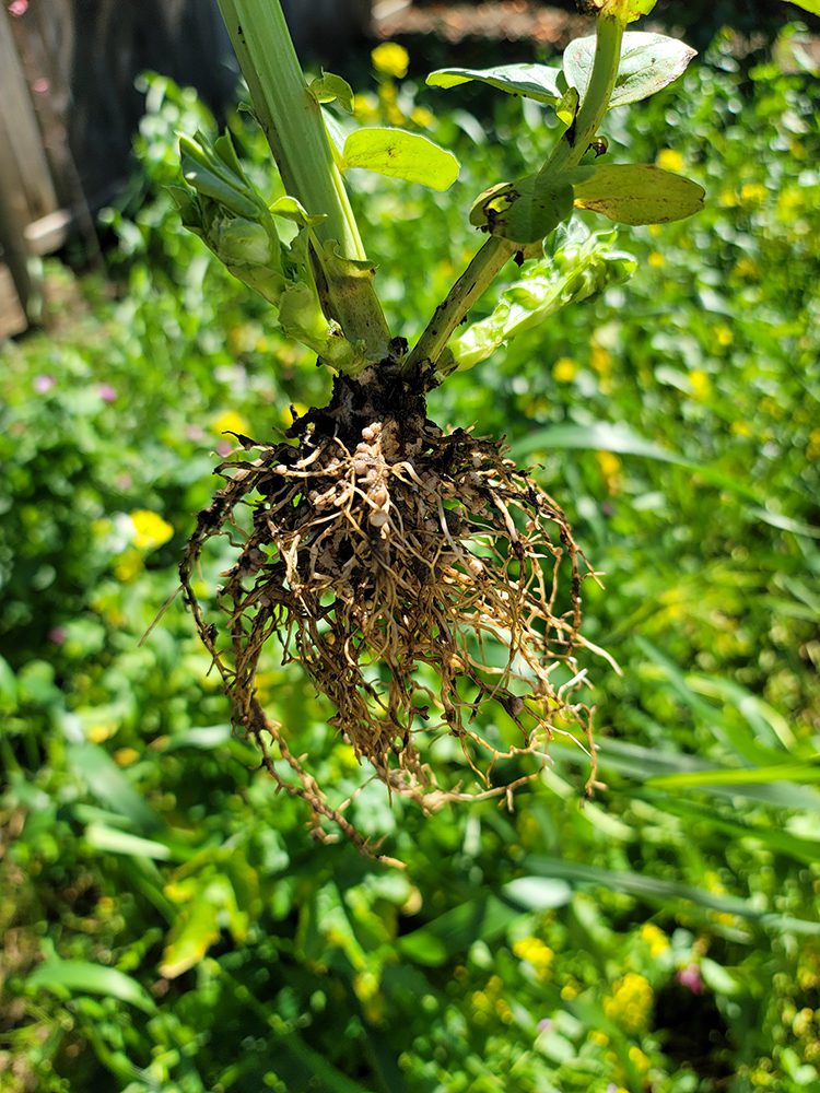 Troubleshooting Poor Nodulation in Legumes: A Practical Guide