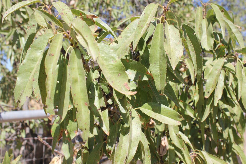 Late-season almond leaves