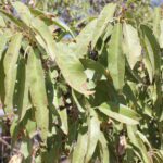 Late-season almond leaves