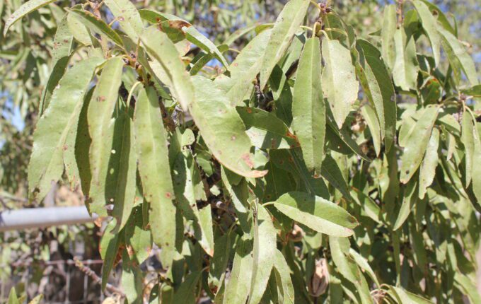 Late-season almond leaves