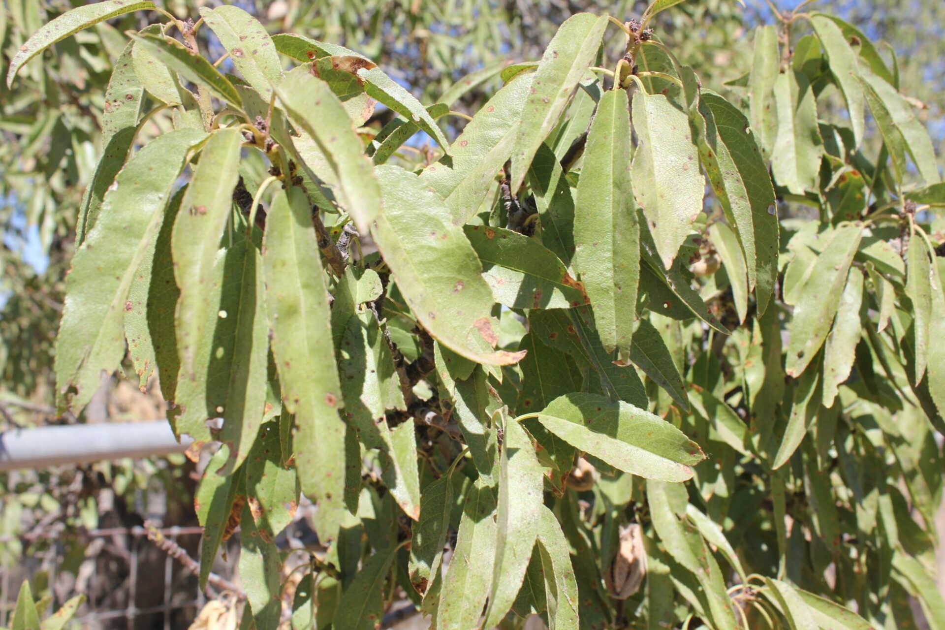Late-season almond leaves