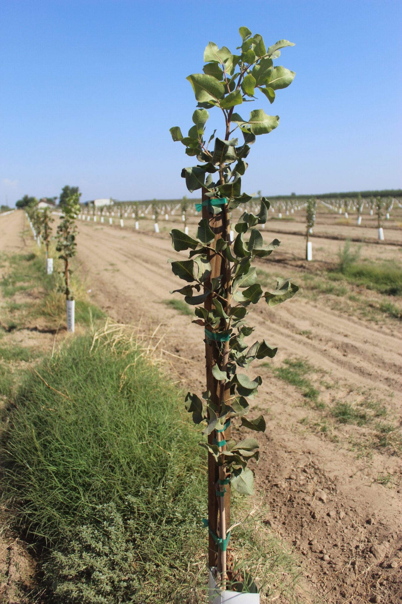 Young orchard trees need extra attention before wet winter weather