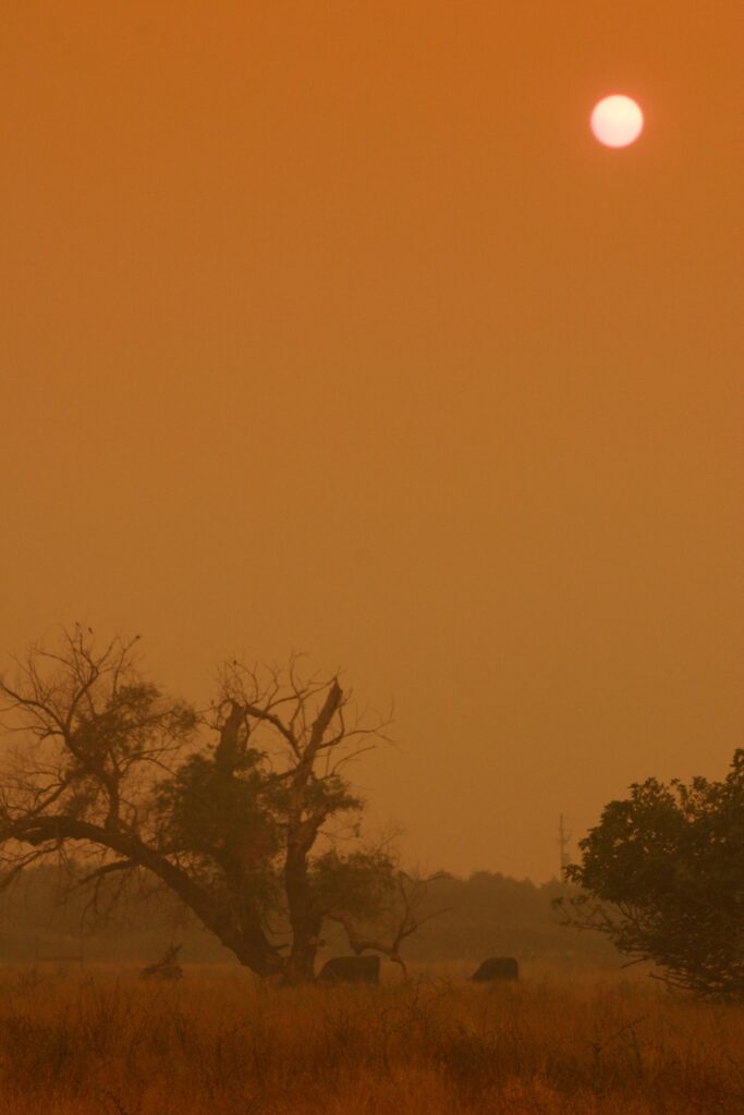 Wildfire smoke turns the sky orange in Northern California. Researchers found the effects of prolonged smoke exposure can persist after the smoke clears, with impacts potentially carrying into the following growing season