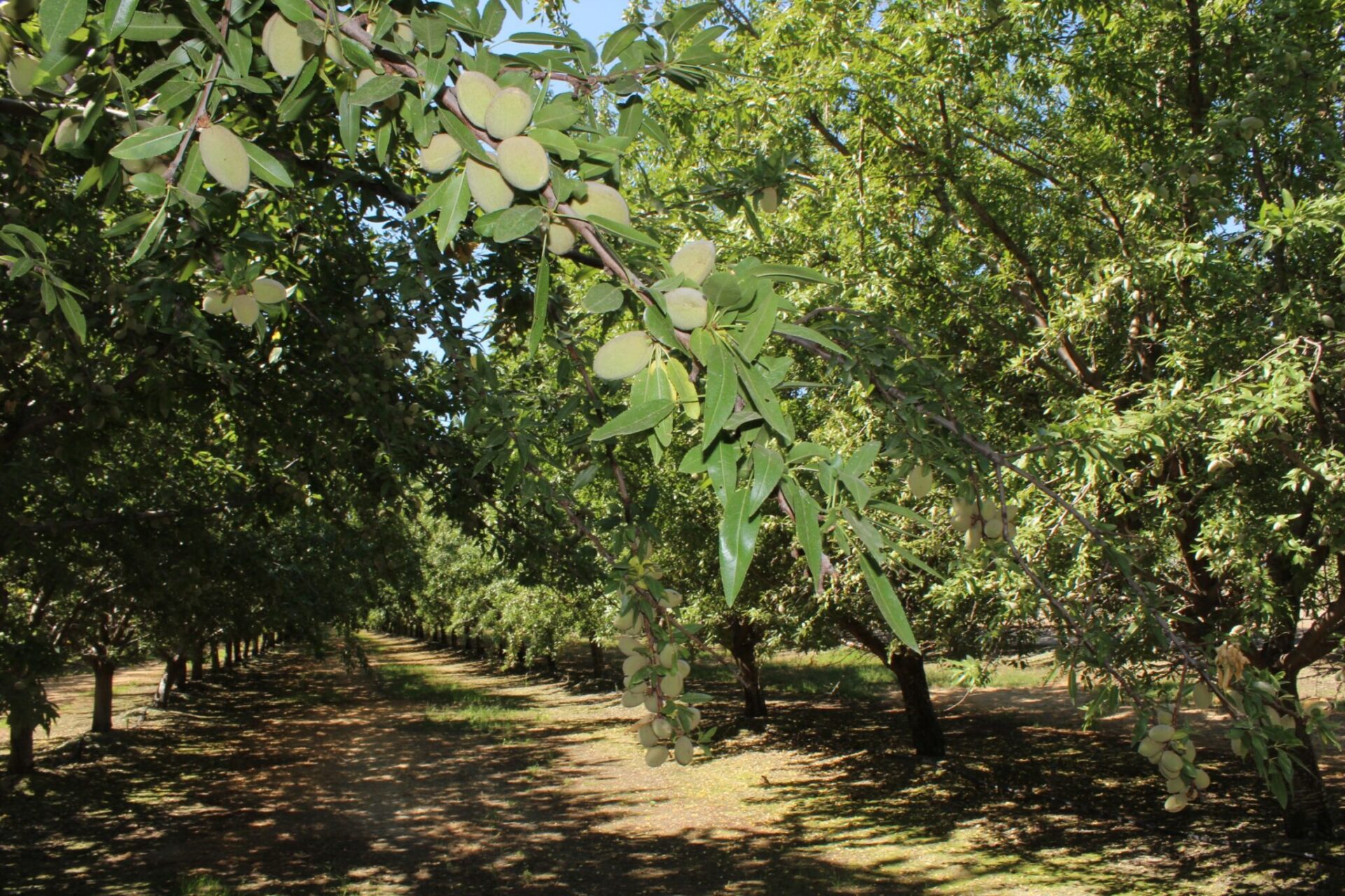 Almonds hang on trees as harvest approaches. Research suggests prolonged wildfire smoke can reduce photosynthesis and affect the carbohydrate reserves trees rely on through winter and into spring.