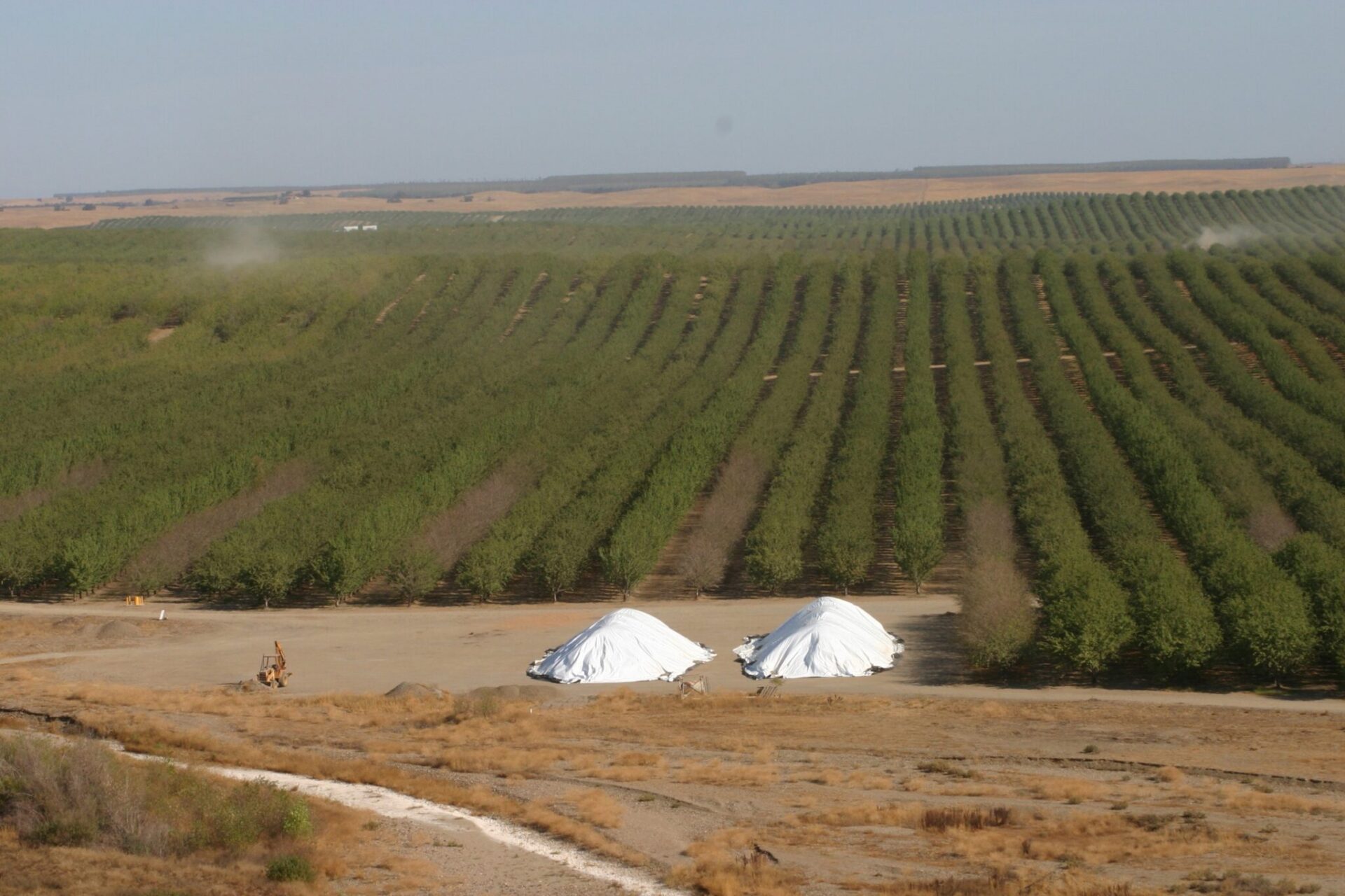 California almond orchards at harvest. Researchers studying almonds and other nut crops found prolonged smoke exposure can affect trees even when orchards are far from the flames.