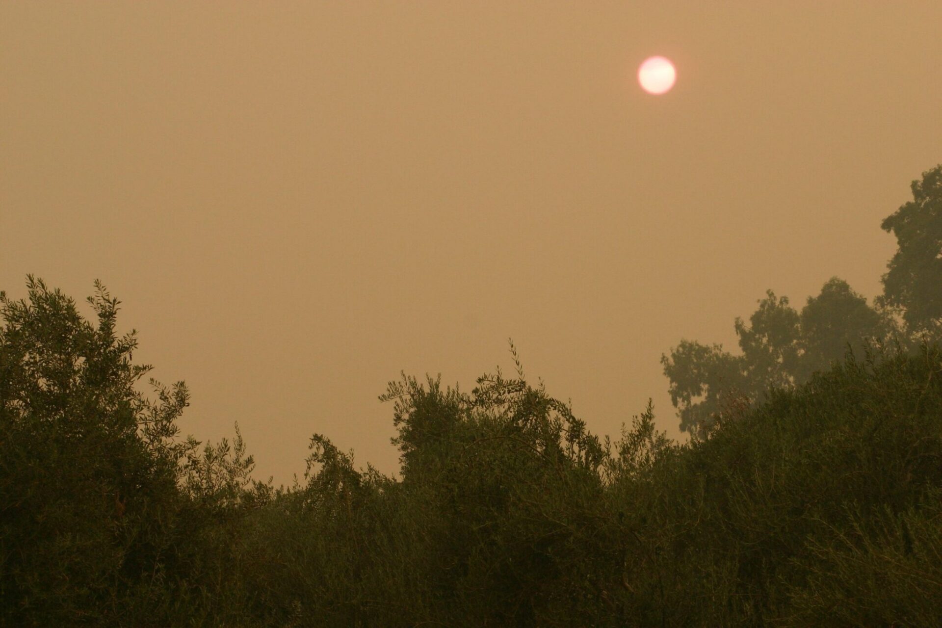 Heavy smoke from Northern California fires obscures the sun. Dense smoke can reduce the sunlight available for photosynthesis and may affect orchard trees in several other ways.