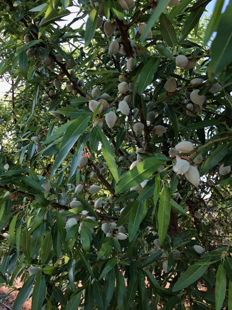 New biological approaches to navel orangeworm management are being developed for California almond and pistachio orchards, but current best practices remain an important part of NOW management