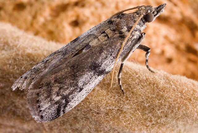 New approaches to navel orangeworm control are being explored as the industry looks to expand the tools available for managing one of California tree nuts’ most costly pests